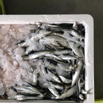 Lirio (bacaladilla) Pescadería Ismael