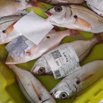 Pancho (besugo blanco) Pescadería Ismael