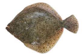 Rodaballo salvaje 1-2 kgr Pescadería Ismael