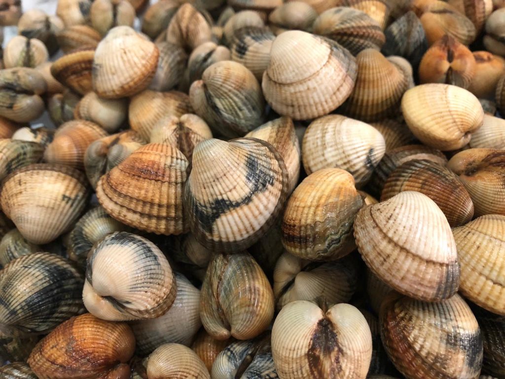 Berberecho grande de Cedeira Pescadería Ismael