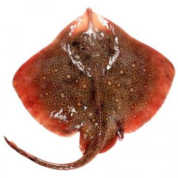 Ala de raya Pescadería Ismael